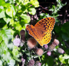 Speyeria cybele