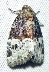 Neoligia crytora