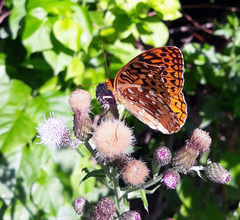 Speyeria cybele