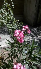 Nerium oleander