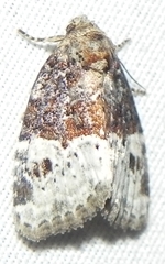 Neoligia crytora