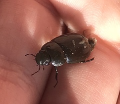 Hydrochara caraboides