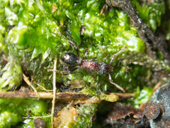 Stictoponera bicolor