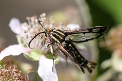 Pyropteron triannuliformis