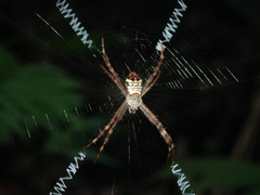 Argiope vietnamensis