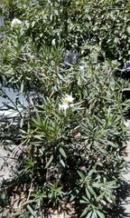 Nerium oleander