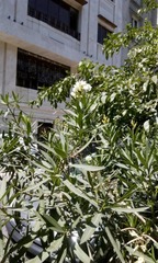 Nerium oleander