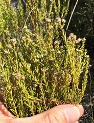 Phylica cephalantha