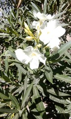 Nerium oleander