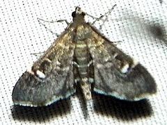 Diathrausta harlequinalis