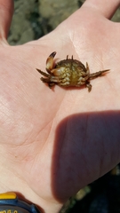 Glebocarcinus oregonensis