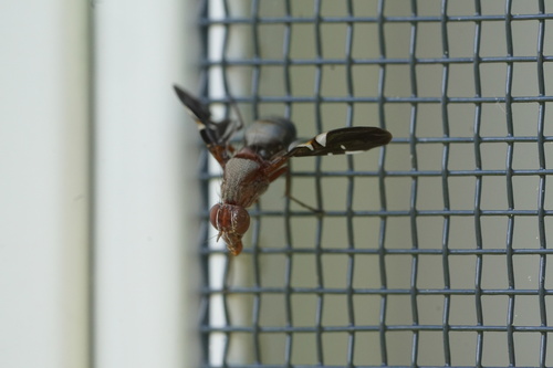 Common picture-winged fly