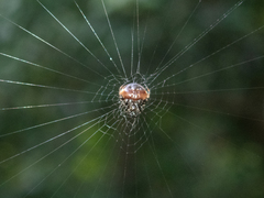 Eriovixia hainanensis