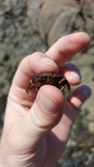 Glebocarcinus oregonensis