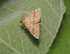 Anania verbascalis
