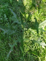 Cirsium vulgare
