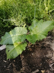 Rumex obtusifolius