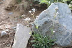 Gypsophila cephalotes