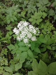 Aegopodium podagraria