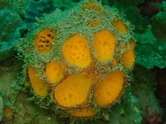Cinachyra