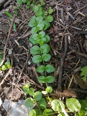 Lysimachia nummularia