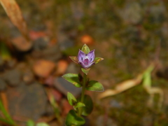 Lomatogonium minus