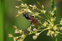 Chalcosyrphus libo