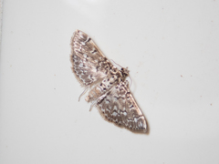 Metoeca nymphulalis