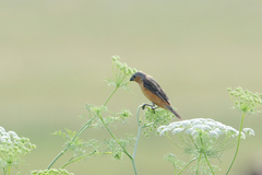 Sporophila hypoxantha