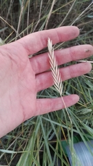 Elymus athericus