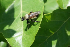 Laphria champlainii