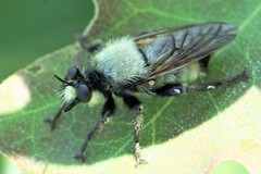 Laphria champlainii