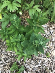 Platycodon grandiflorus