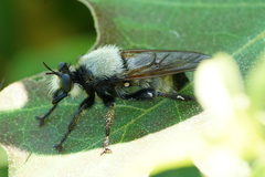 Laphria champlainii