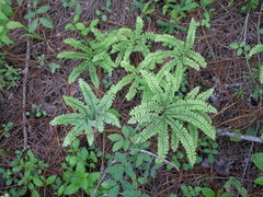 Adiantum patens