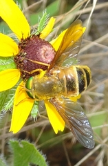 Esenbeckia incisuralis