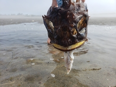 Hemitripterus americanus