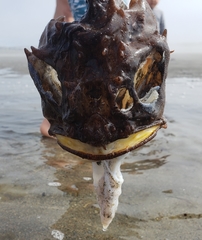 Hemitripterus americanus