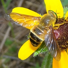 Esenbeckia incisuralis