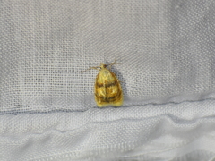 Acleris curvalana