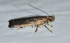 Helcystogramma melantherella