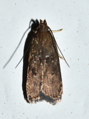 Helcystogramma melantherella