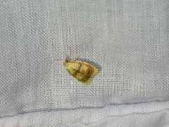 Acleris curvalana