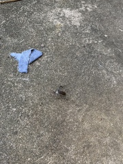 Acanthocephala declivis