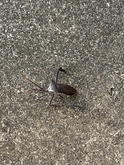 Acanthocephala declivis