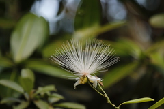 Capparis moonii