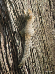 Heliosciurus gambianus