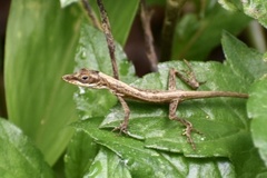 Anolis rejectus