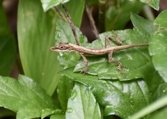 Anolis rejectus