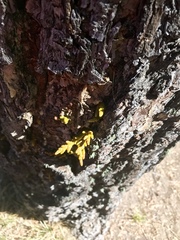 Arceuthobium vaginatum cryptopodum